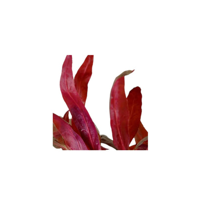 Alternanthera reineckii Pink Tropica