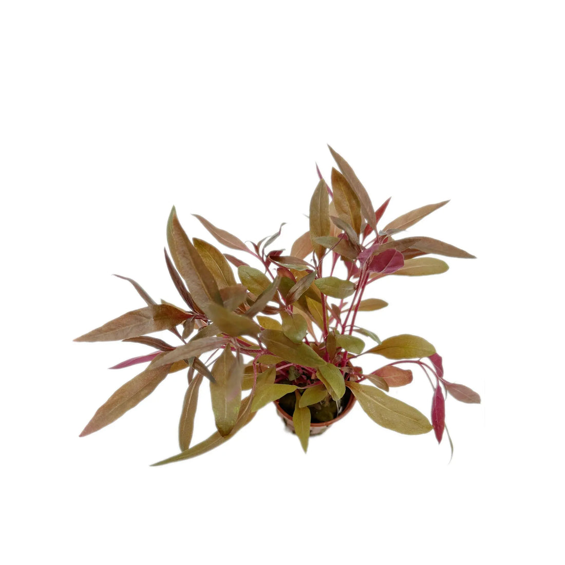 Alternanthera reineckii Pink Tropica