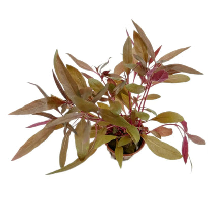 Alternanthera reineckii Pink Tropica