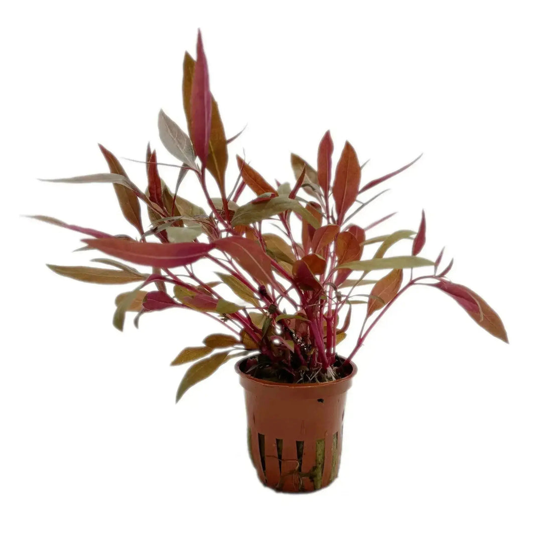 Alternanthera reineckii Pink Tropica