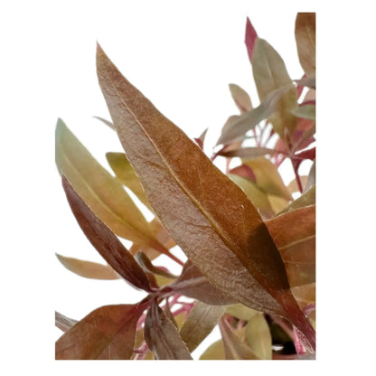 Alternanthera reineckii Pink Tropica