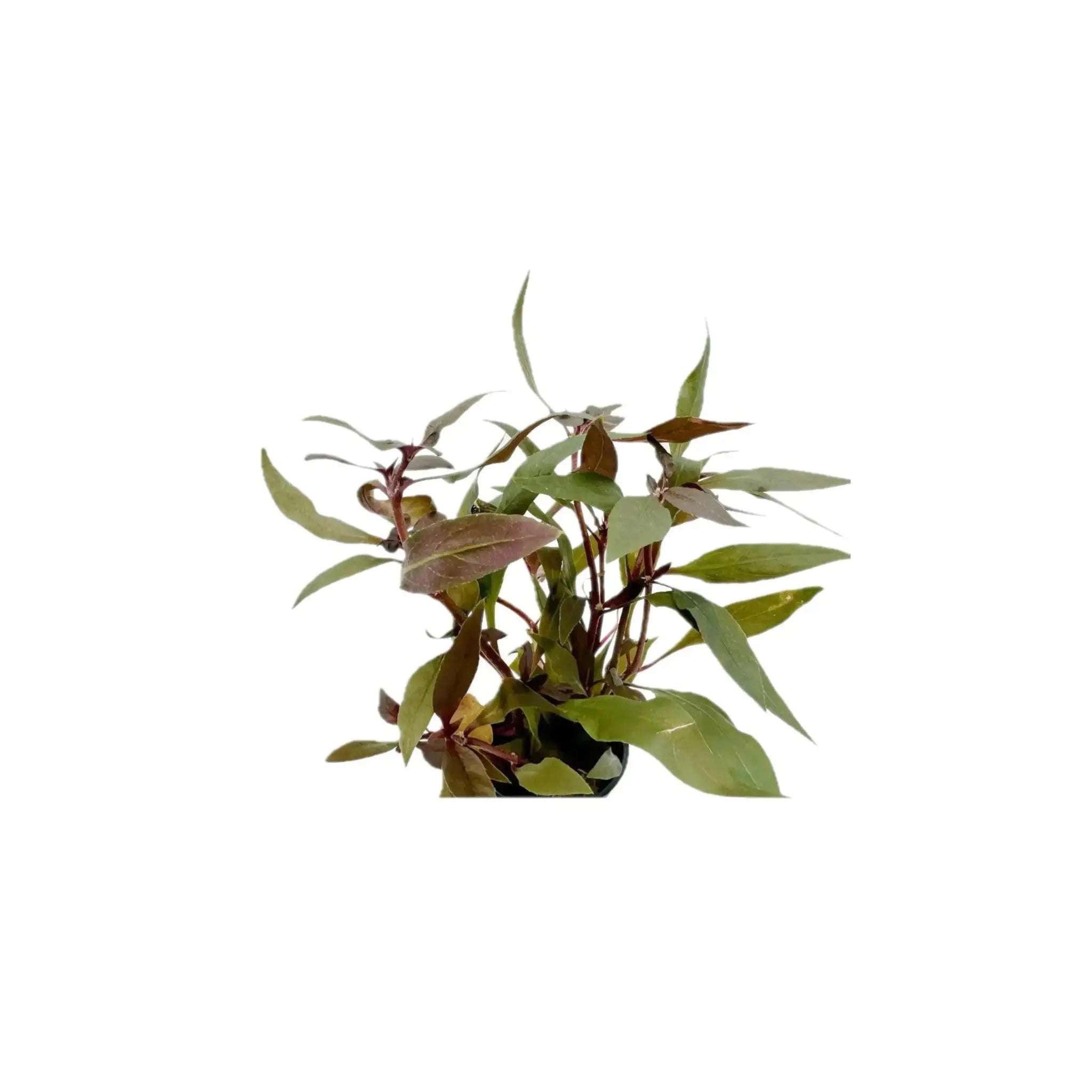 Alternanthera reineckii mini Aquafleur