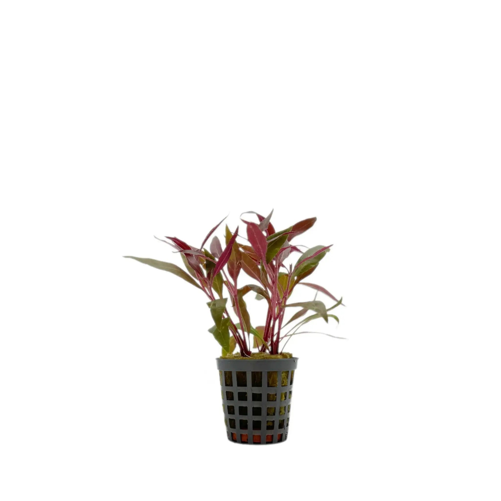 Alternanthera reineckii mini Aquafleur