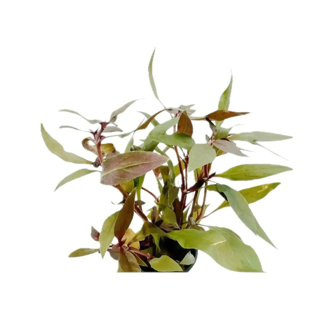 Alternanthera reineckii mini Aquafleur