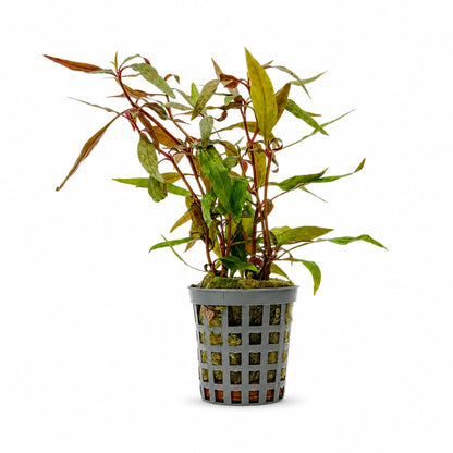 Alternanthera reineckii