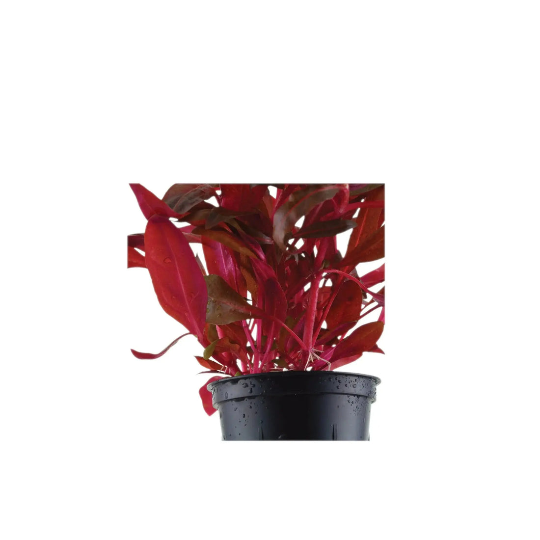 Alternanthera rosanervig Aqua Essentials