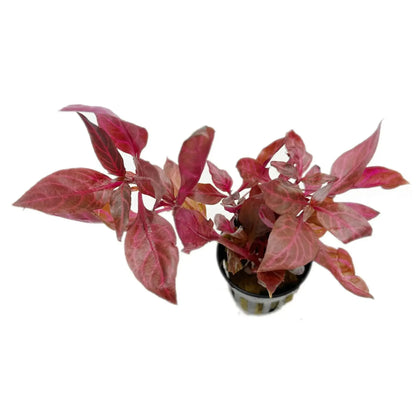 Alternanthera rosanervig Aqua Essentials