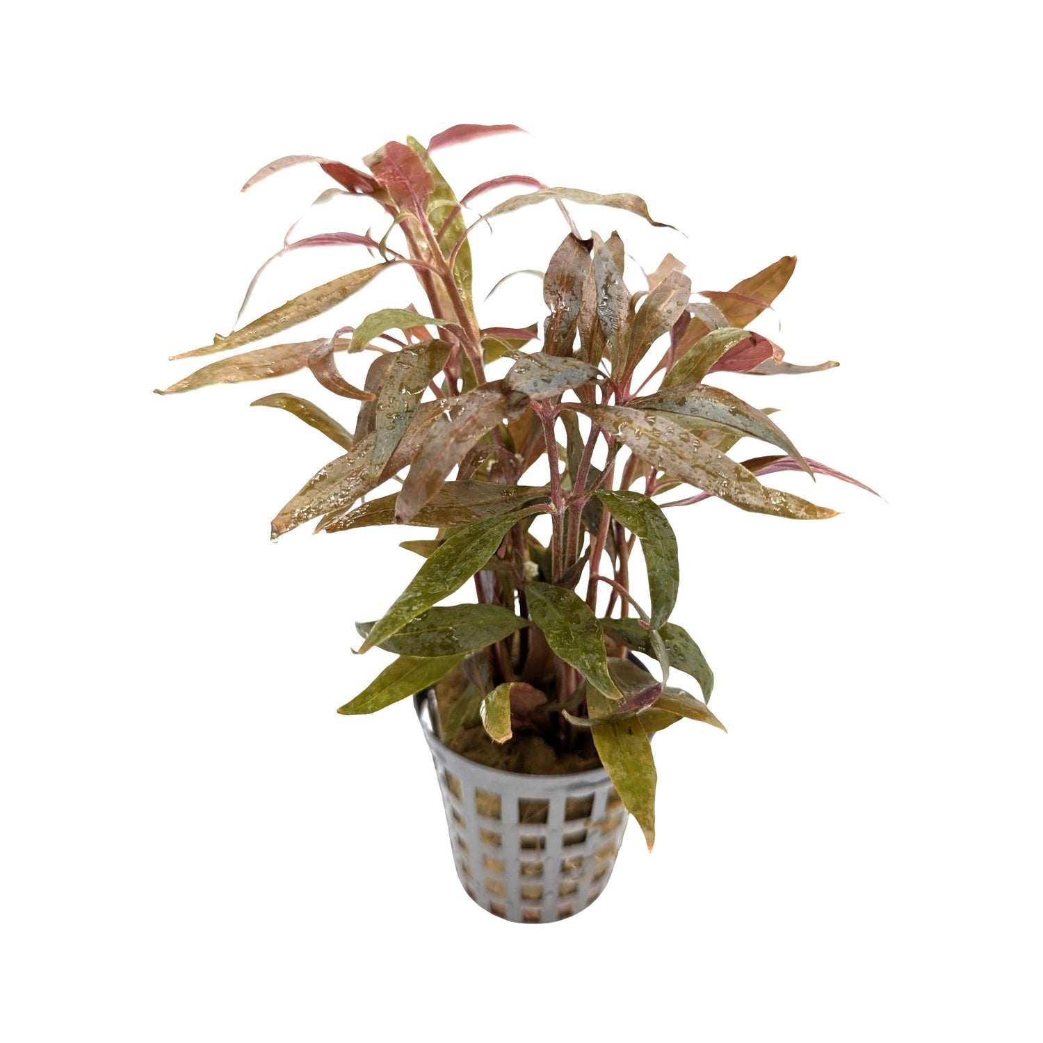 Alternanthera roseafolia Mini