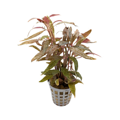 Alternanthera roseafolia Mini