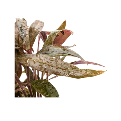 Alternanthera roseafolia Mini