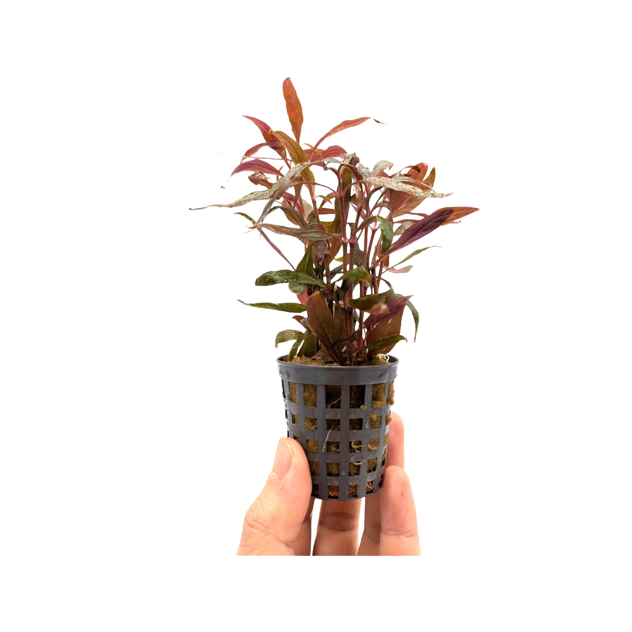 Alternanthera roseafolia Mini