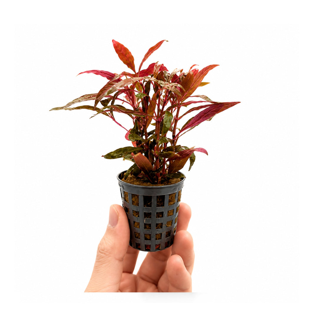 Alternanthera roseafolia Mini