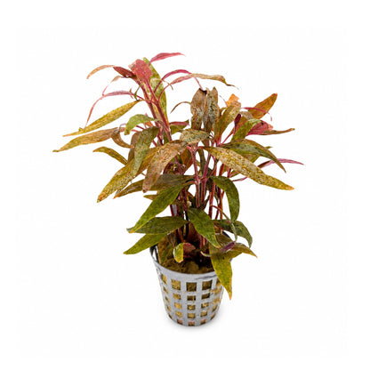 Alternanthera roseafolia Mini