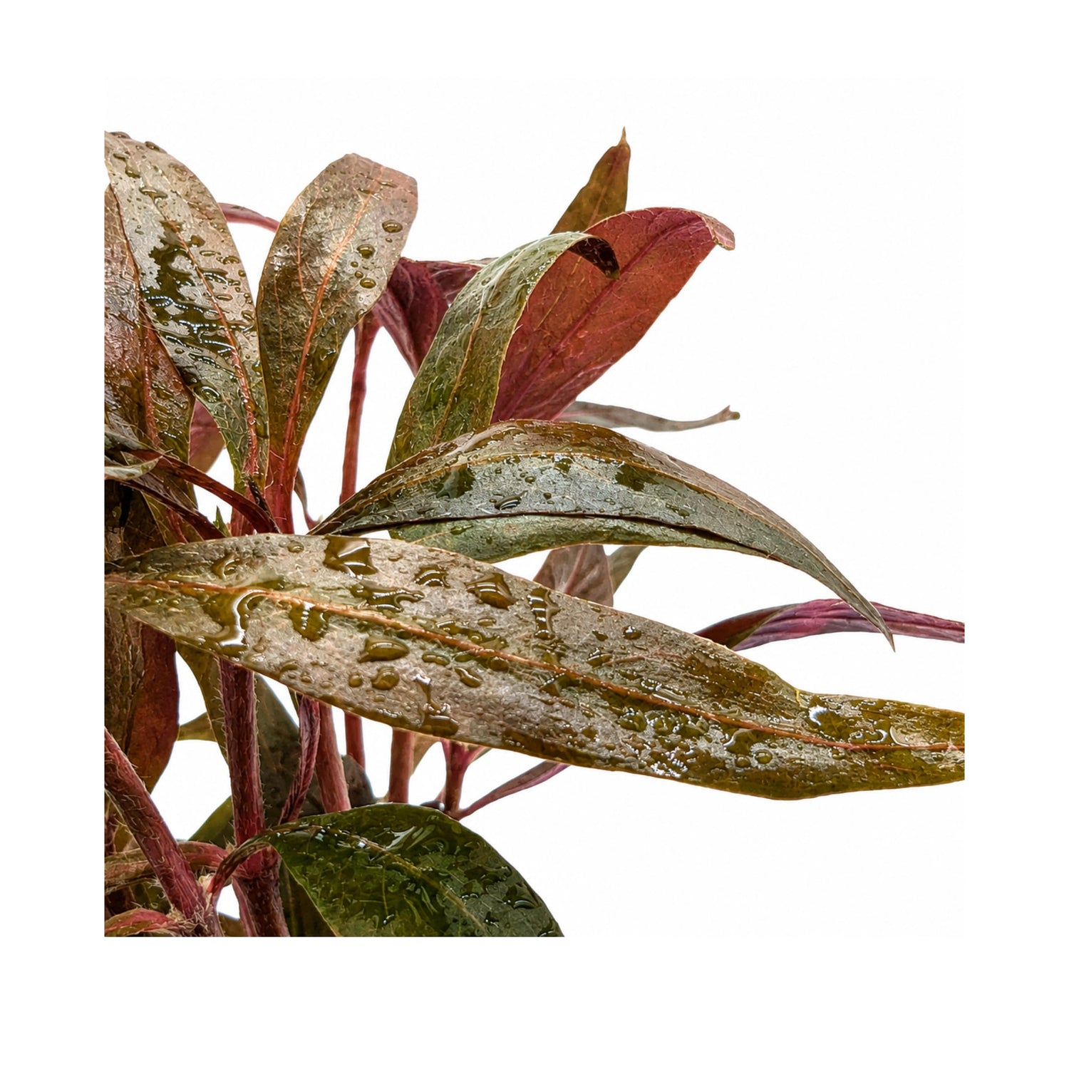 Alternanthera roseafolia Mini