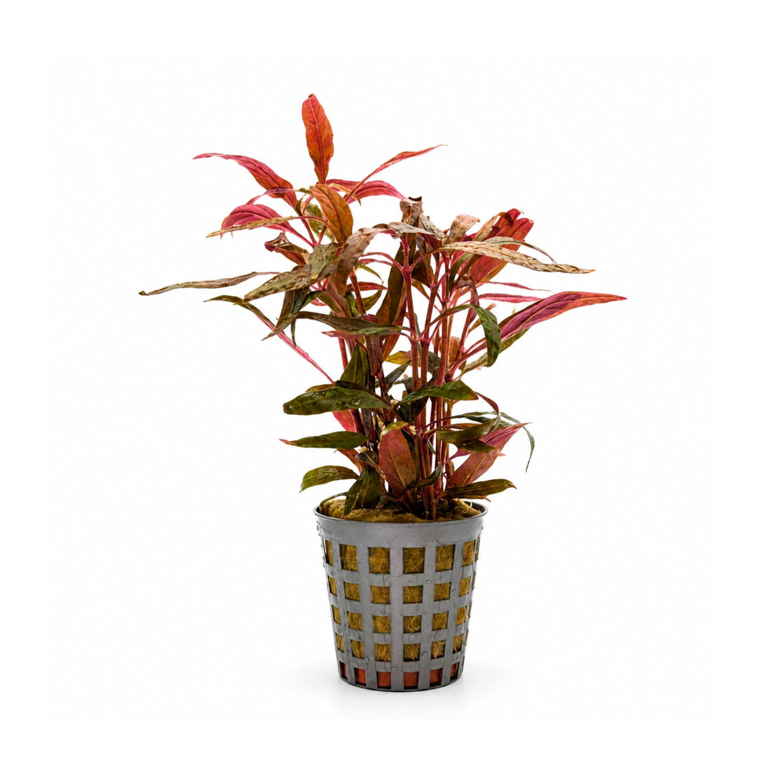 Alternanthera roseafolia Mini