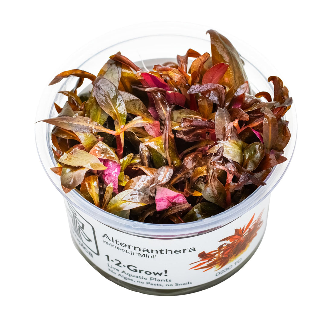 Tropica Alternathera reineckii Mini 1-2-GROW