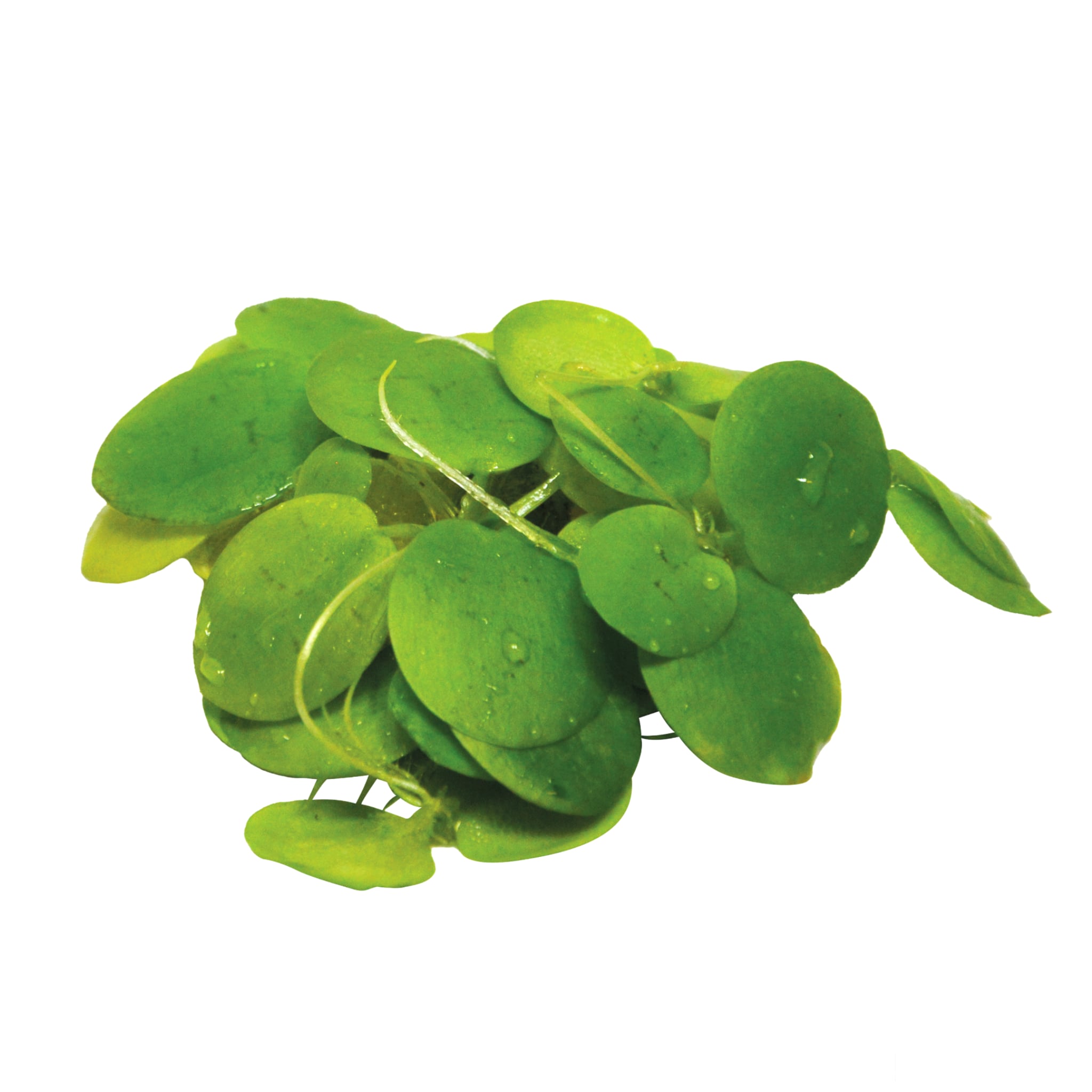 Amazon Frogbit (Limnobium laevigatum) - Floating Plant Portion