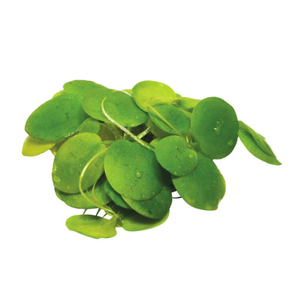 Amazon Frogbit (Limnobium laevigatum) - Floating Plant Portion