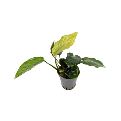 Anubias barteri