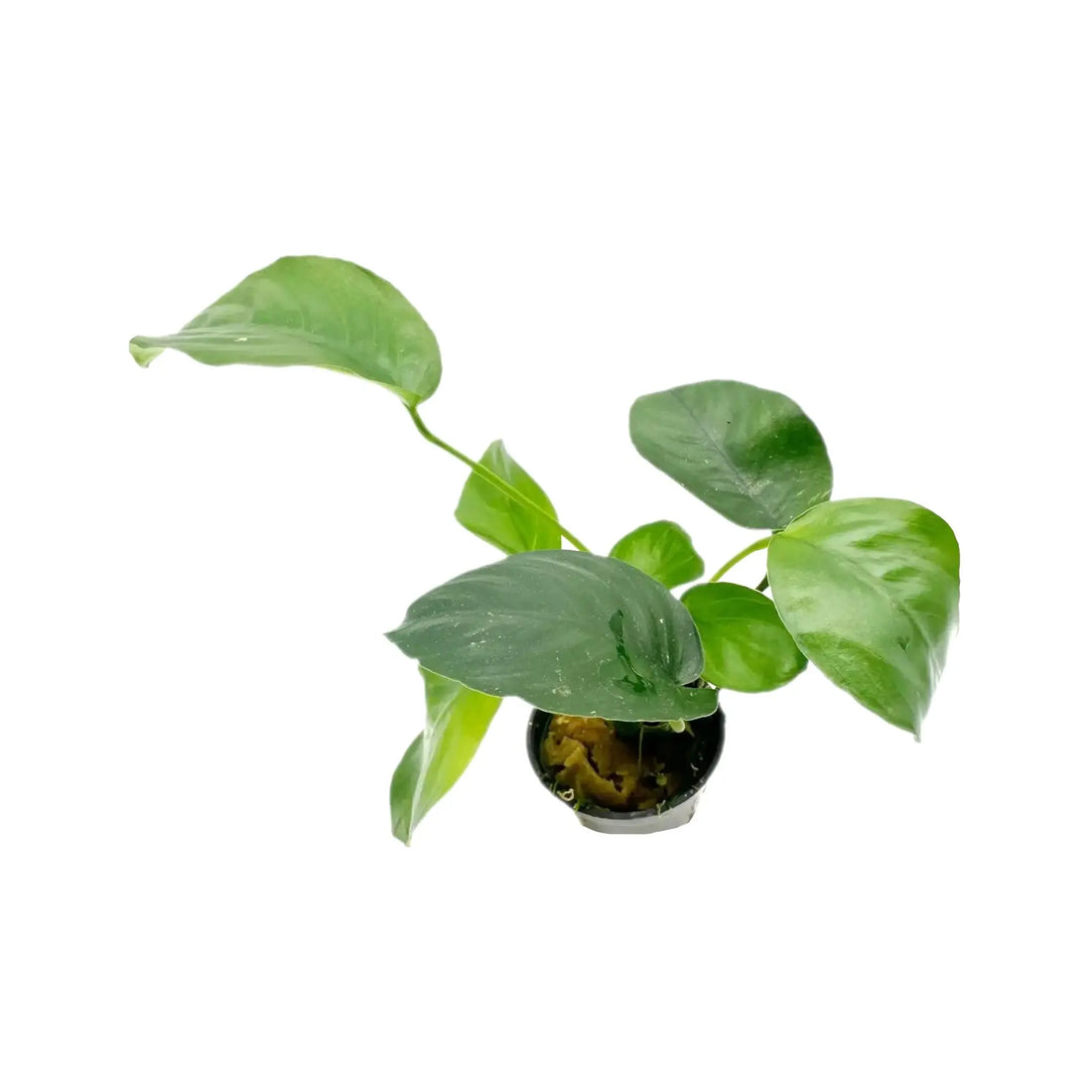 Anubias barteri Aquafleur