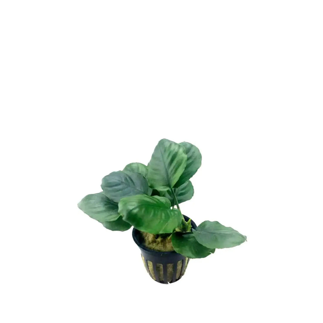 Anubias barteri Gold Coin Aqua Essentials