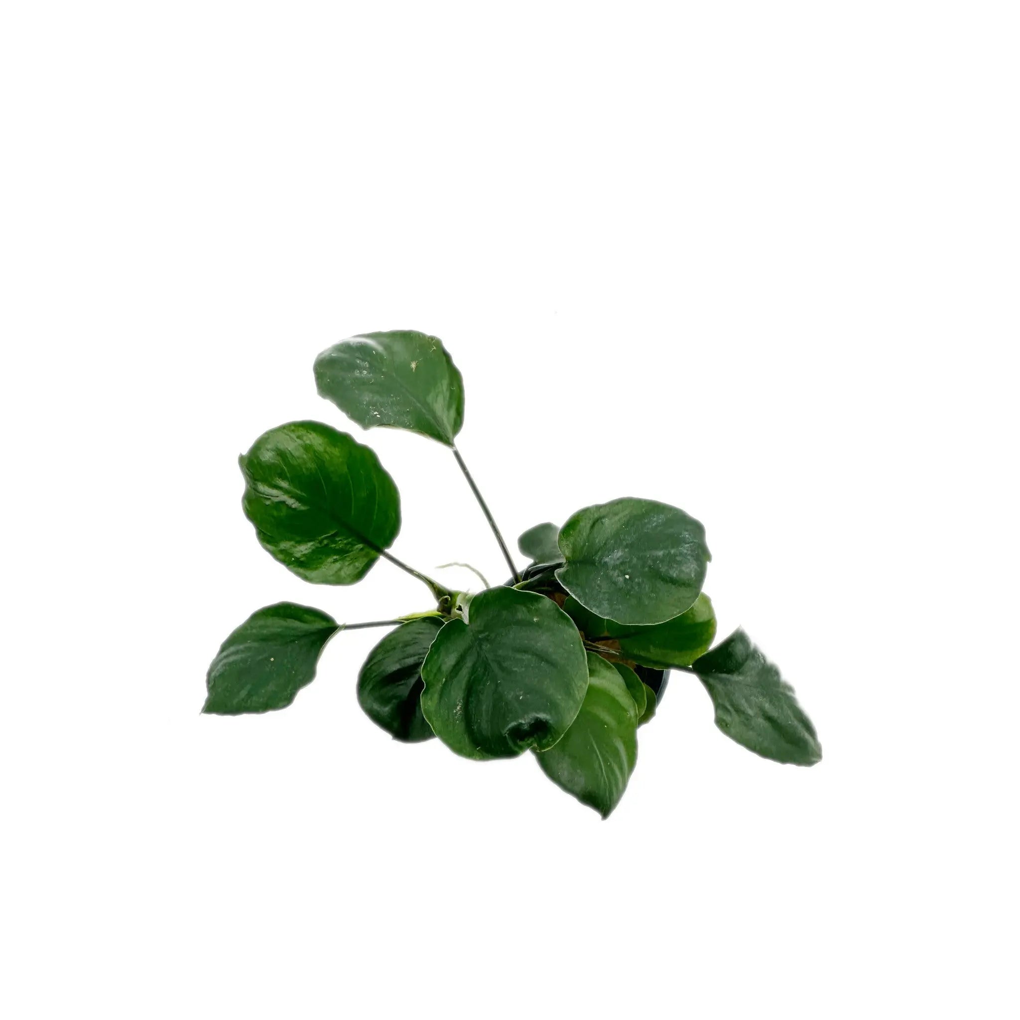 Anubias barteri Gold Coin Aqua Essentials