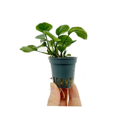 Anubias barteri Gold Coin Aqua Essentials