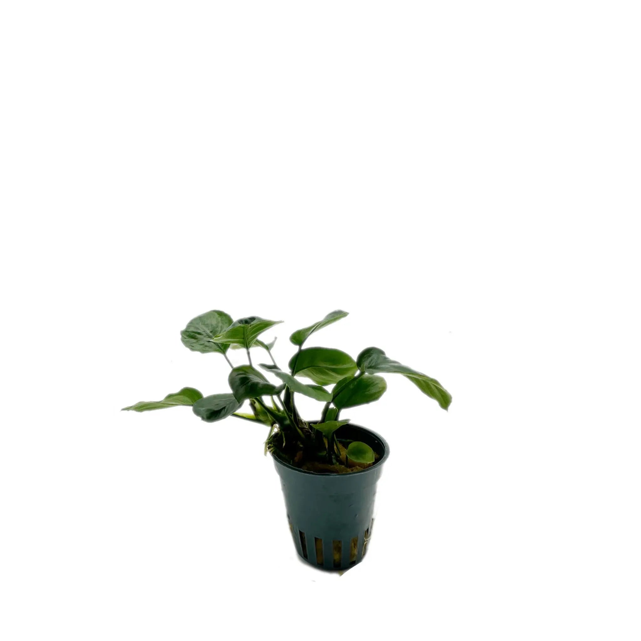 Anubias barteri Gold Coin Aqua Essentials