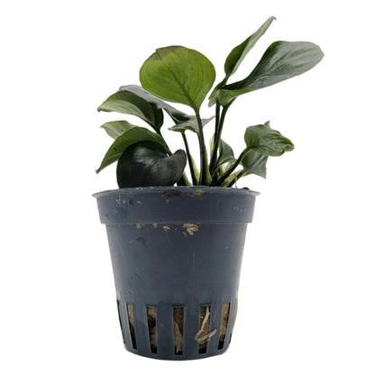 Anubias barteri Gold Coin Aqua Essentials