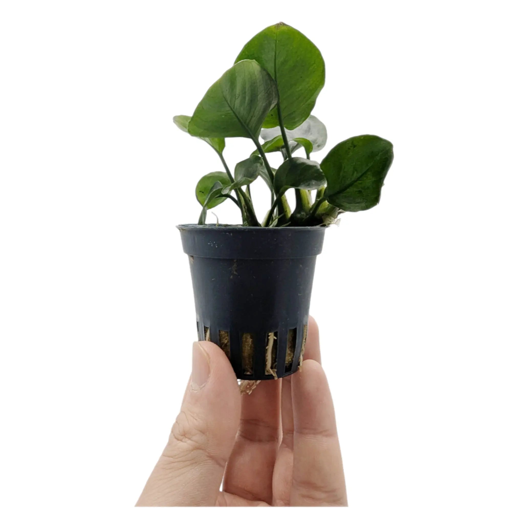 Anubias barteri Gold Coin Aqua Essentials