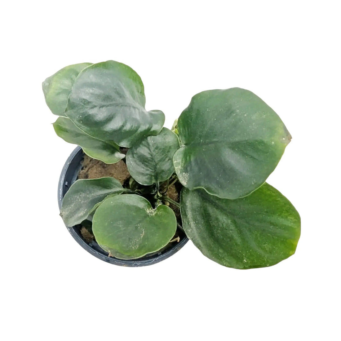 Anubias barteri Gold Coin Aqua Essentials