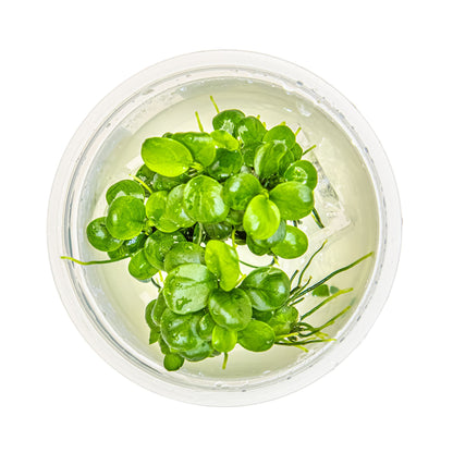 Tropica Anubias barteri Mini Coin 1-2-GROW!