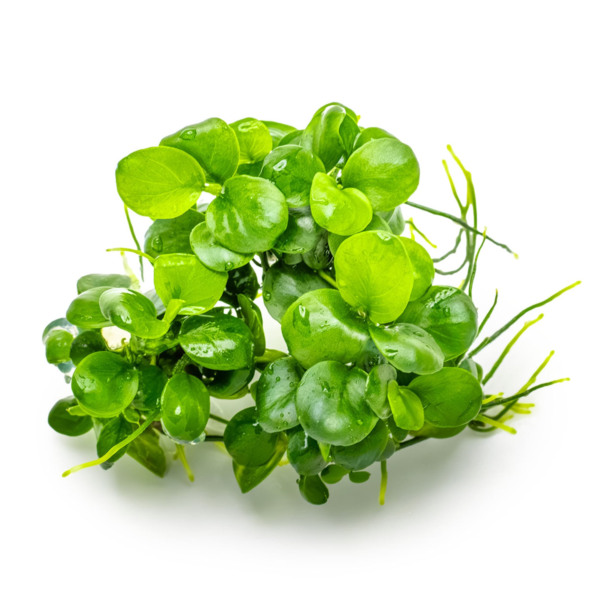 Tropica Anubias barteri Mini Coin 1-2-GROW!