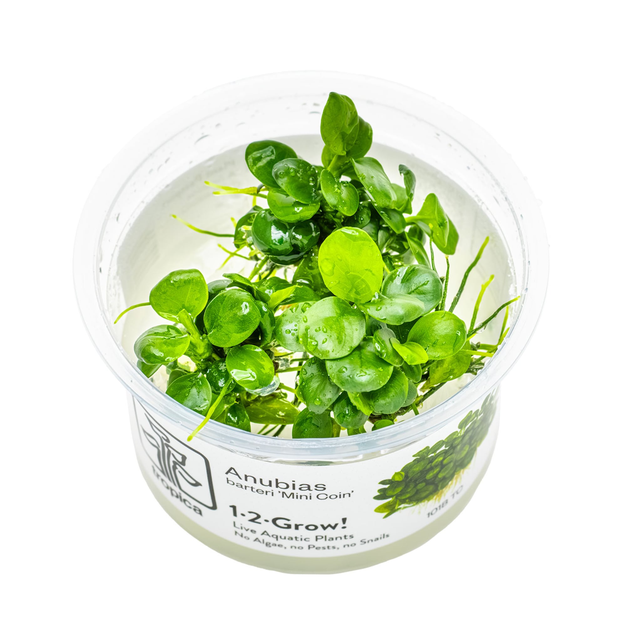 Tropica Anubias barteri Mini Coin 1-2-GROW!