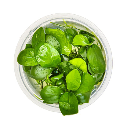Tropica Anubias barteri nana 1-2-Grow!!