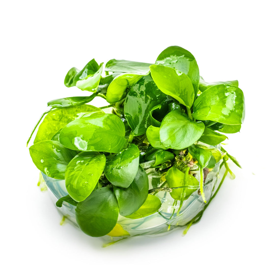 Tropica Anubias barteri nana 1-2-Grow!!