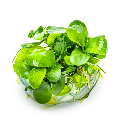 Tropica Anubias barteri nana 1-2-Grow!!