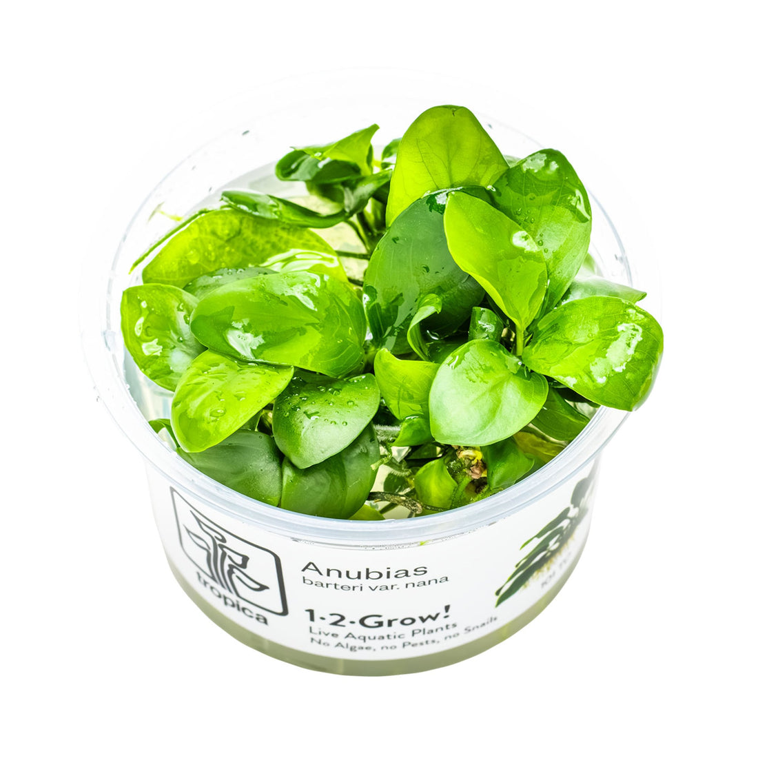Tropica Anubias barteri nana 1-2-Grow!!