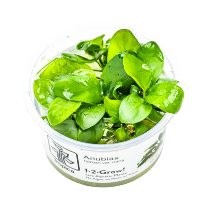 Tropica Anubias barteri nana 1-2-Grow!!