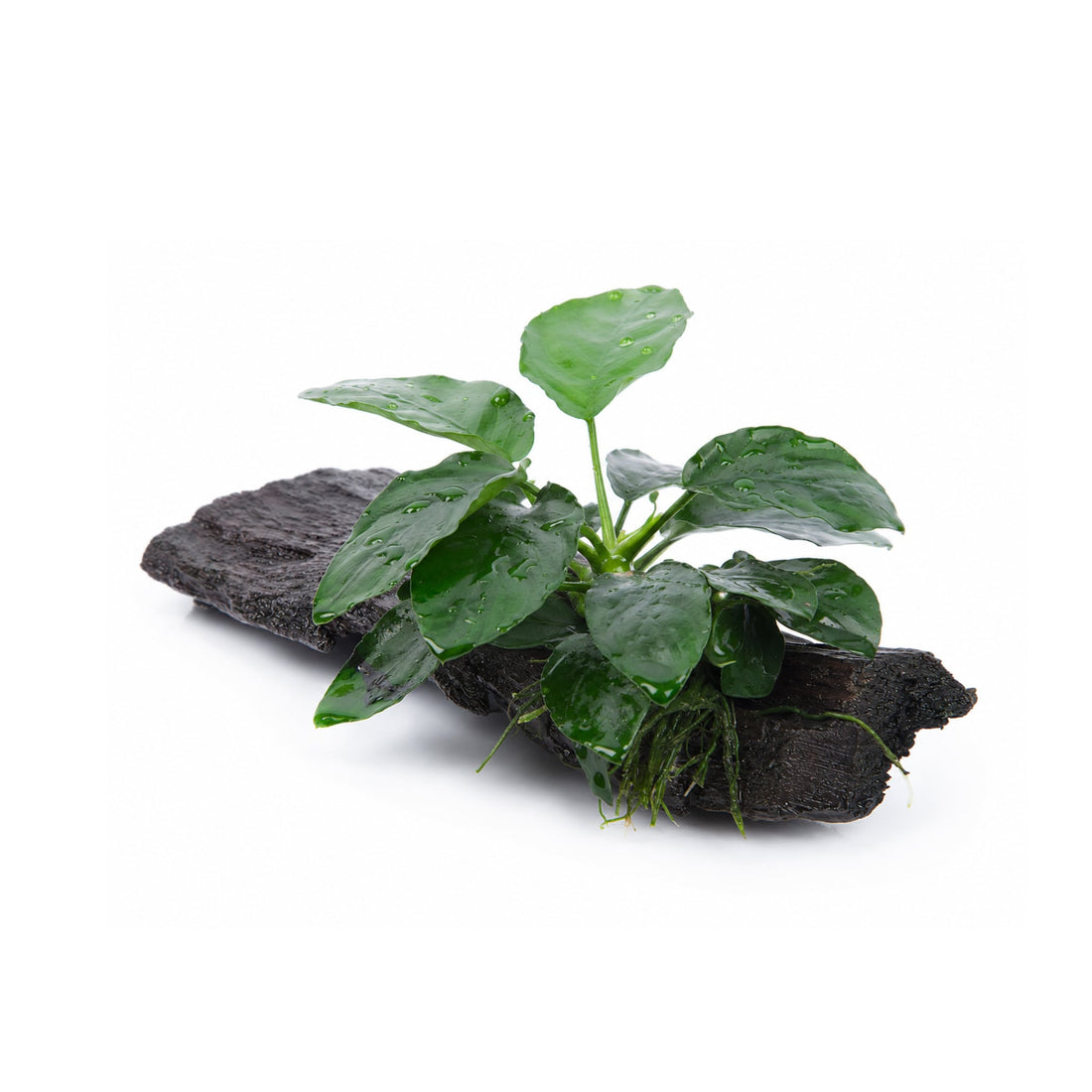 Anubias barteri var. nana on Mangrove