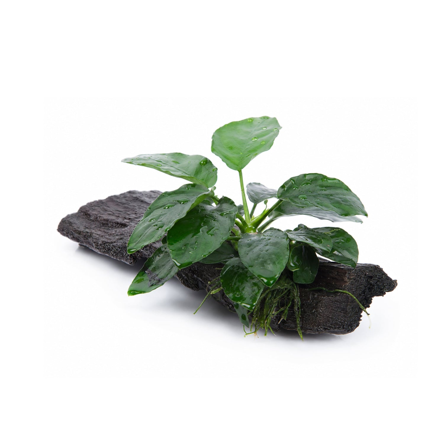 Anubias barteri var. nana on Mangrove