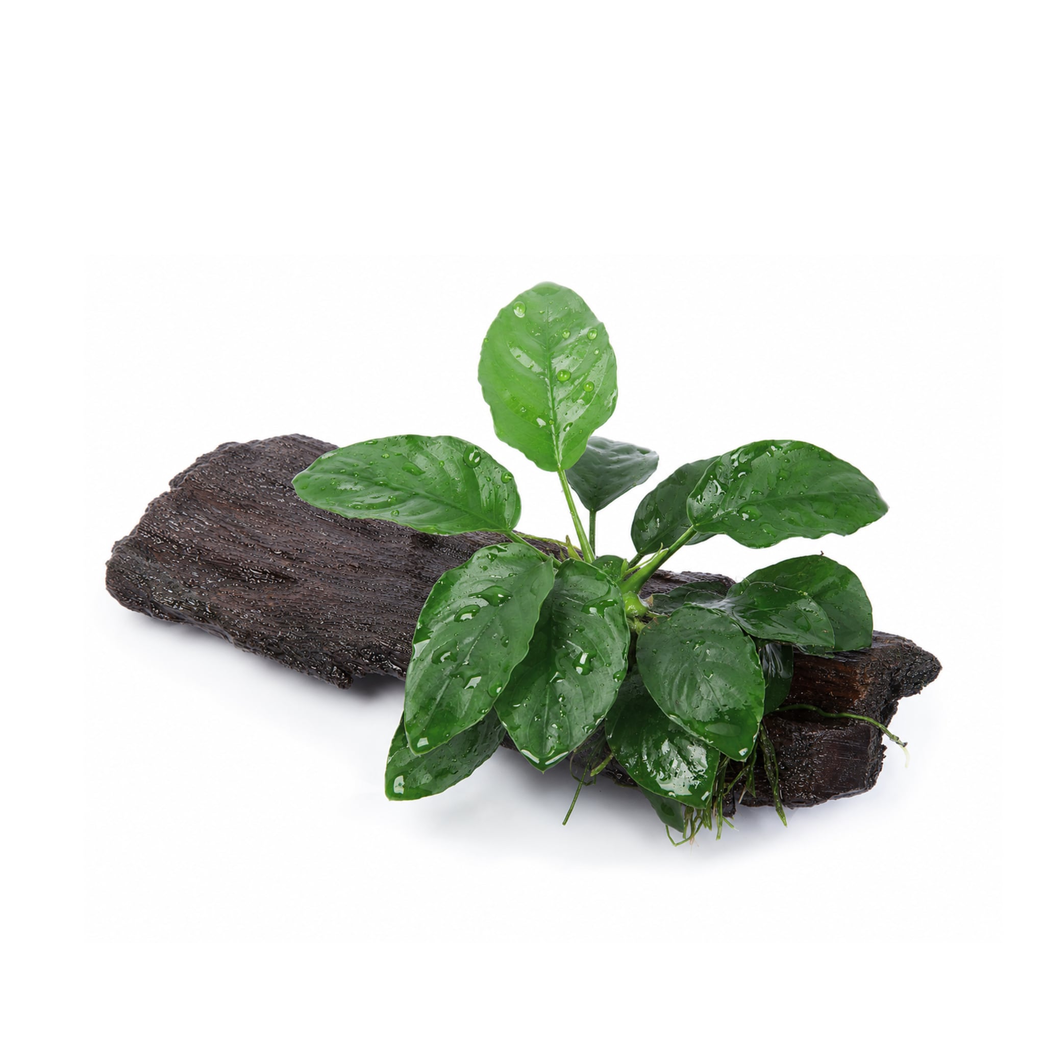Anubias barteri var. nana on Mangrove