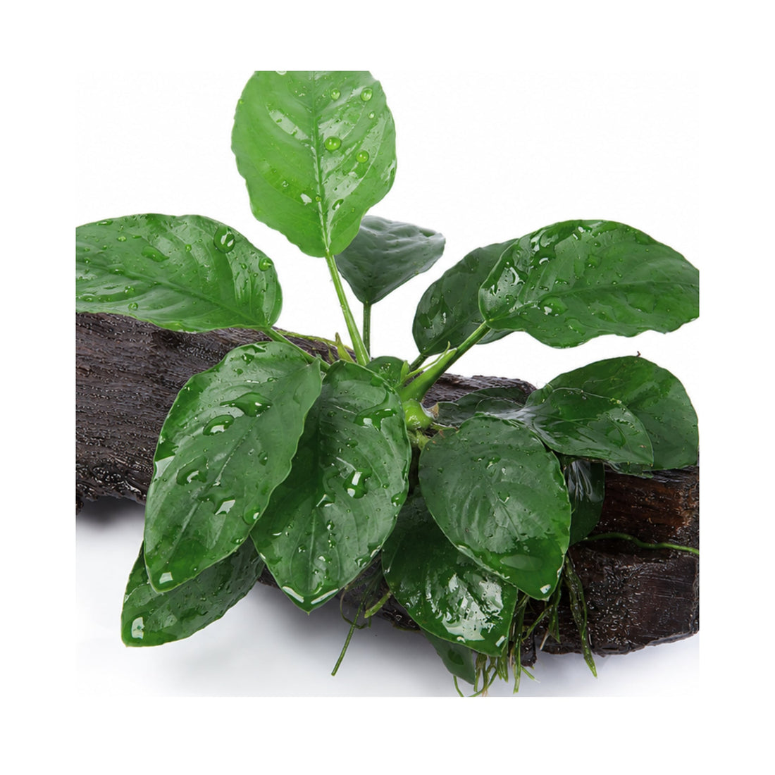 Anubias barteri var. nana on Mangrove