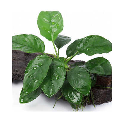 Anubias barteri var. nana on Mangrove
