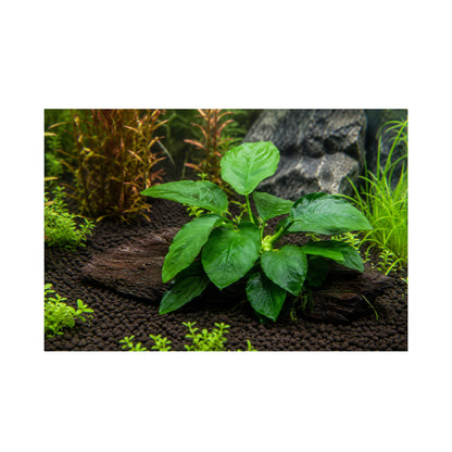 Anubias barteri var. nana on Mangrove