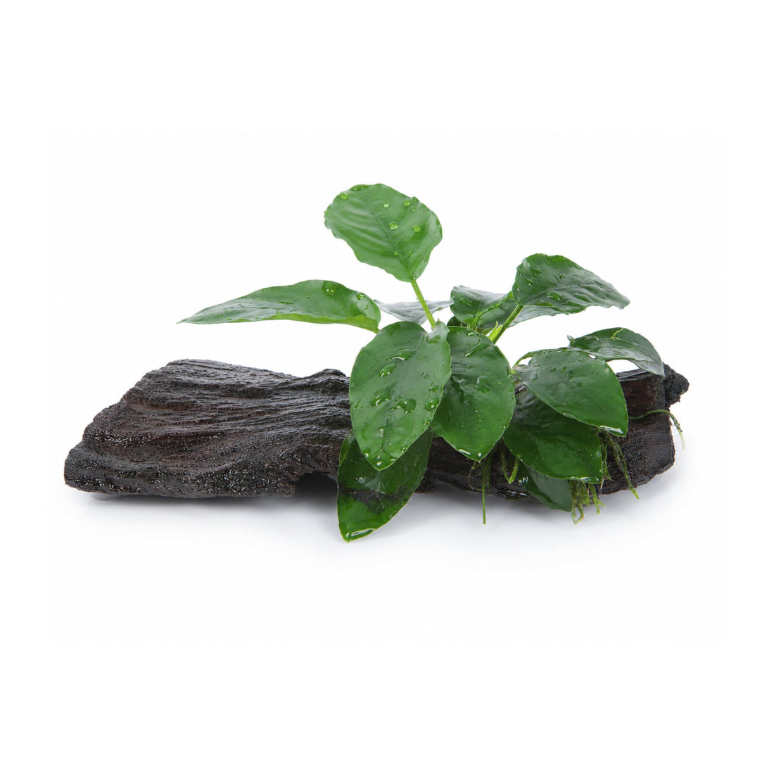Anubias barteri var. nana on Mangrove