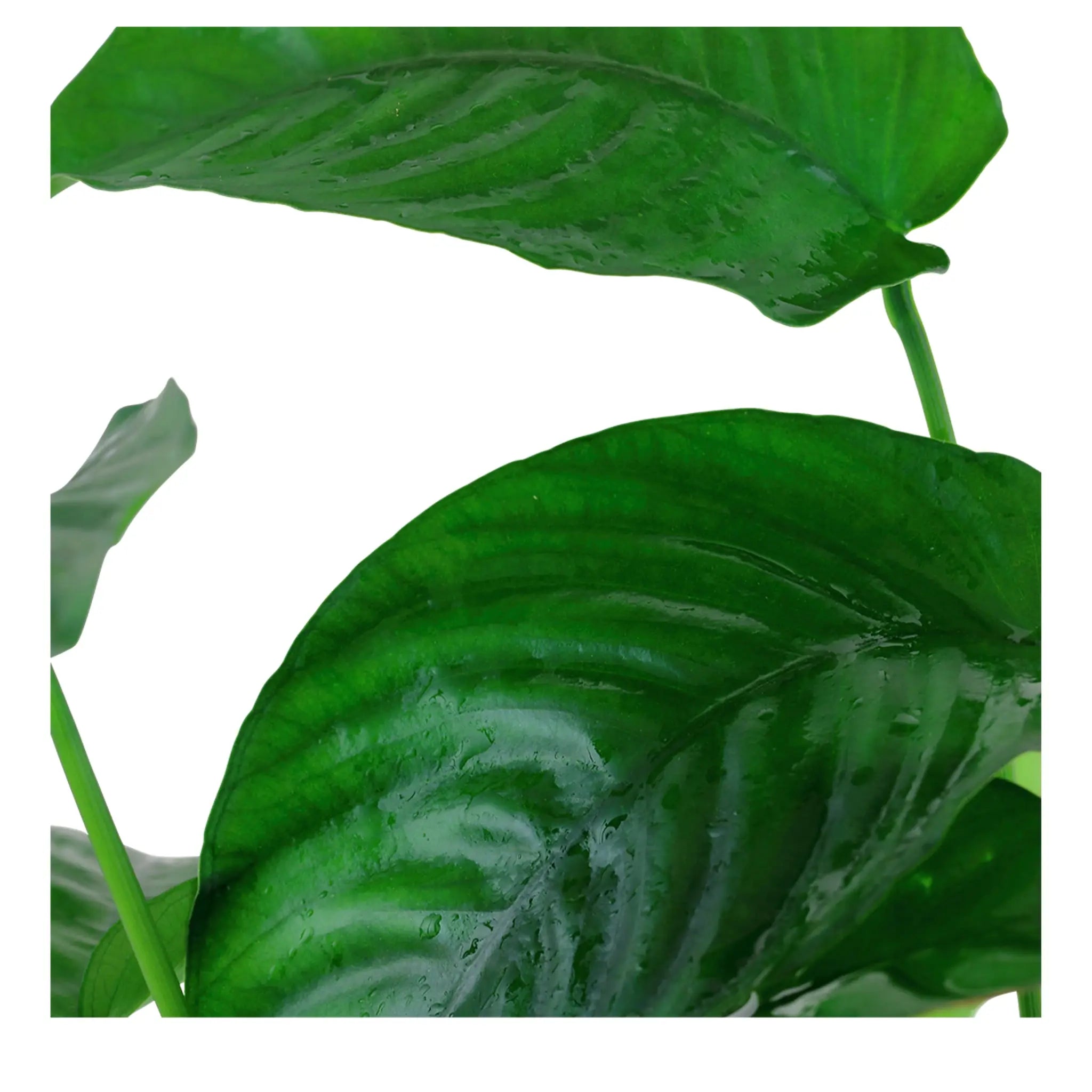 Anubias barteri var. caladiifolia XL Pot - Aqua Essentials