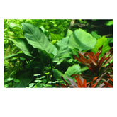Anubias barteri var. caladiifolia XL Pot - Aqua Essentials