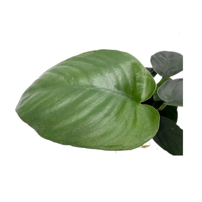 Anubias barteri var nana Aquafleur