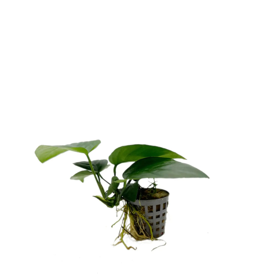 Anubias barteri var nana Aquafleur